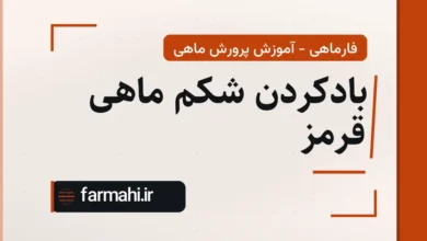 بادکردن شکم ماهی قرمز