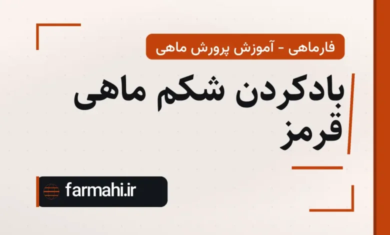 بادکردن شکم ماهی قرمز