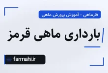 بارداری ماهی قرمز