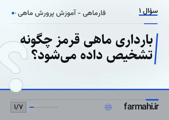 بارداری ماهی قرمز چگونه تشخیص داده می‌شود؟