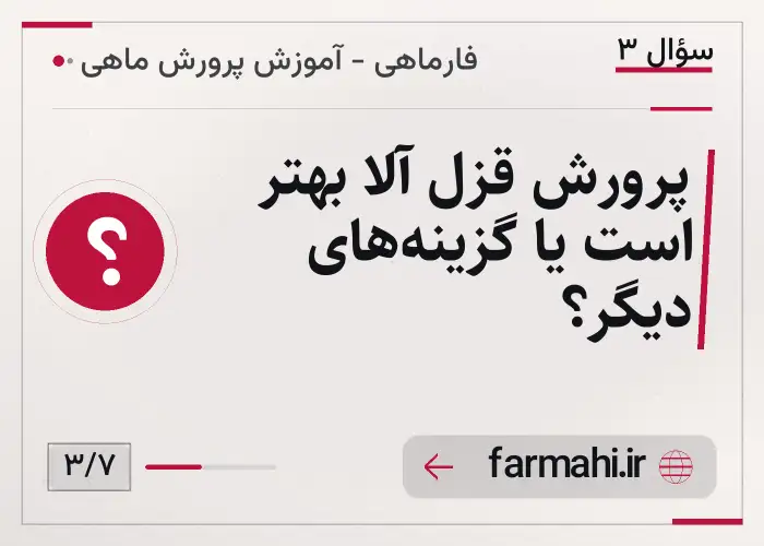 پرورش قزل آلا بهتر است یا گزینه‌های دیگر؟