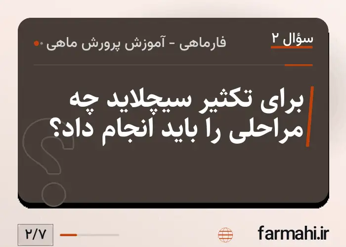برای تکثیر سیچلاید چه مراحلی را باید انجام داد؟