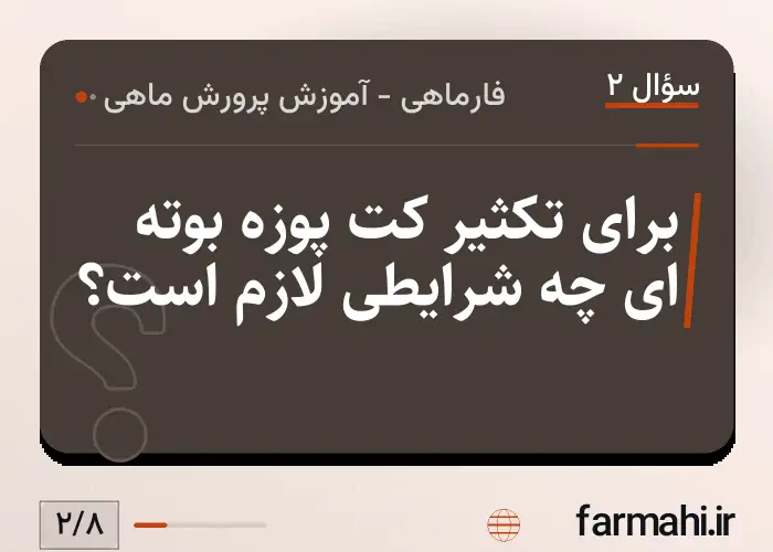 برای تکثیر کت پوزه بوته ای چه شرایطی لازم است؟