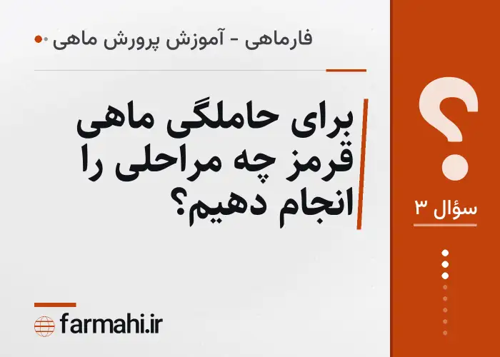 برای حاملگی ماهی قرمز چه مراحلی را انجام دهیم؟