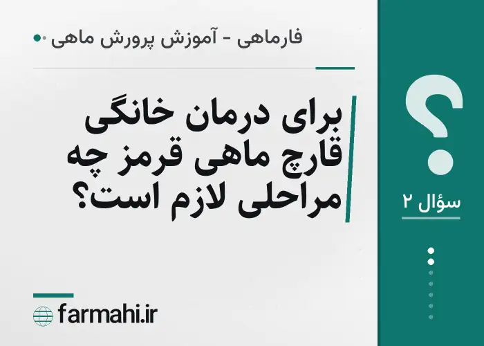 برای درمان خانگی قارچ ماهی قرمز چه مراحلی لازم است؟
