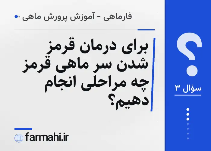 برای درمان قرمز شدن سر ماهی قرمز چه مراحلی انجام دهیم؟