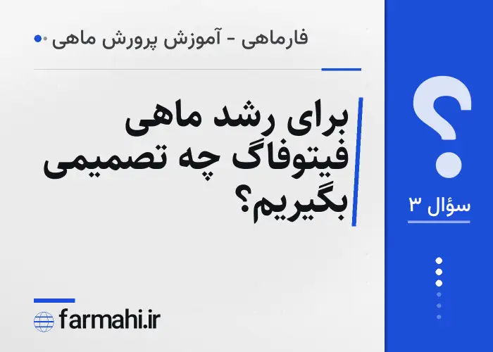 برای رشد ماهی فیتوفاگ چه تصمیمی بگیریم؟