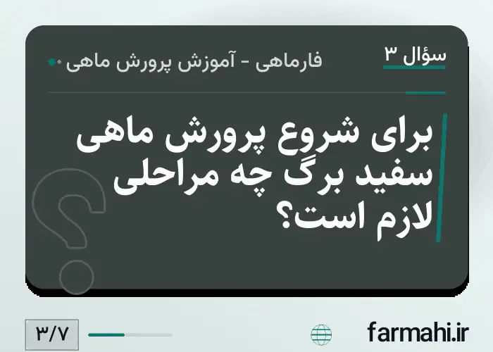 برای شروع پرورش ماهی سفید برگ چه مراحلی لازم است؟