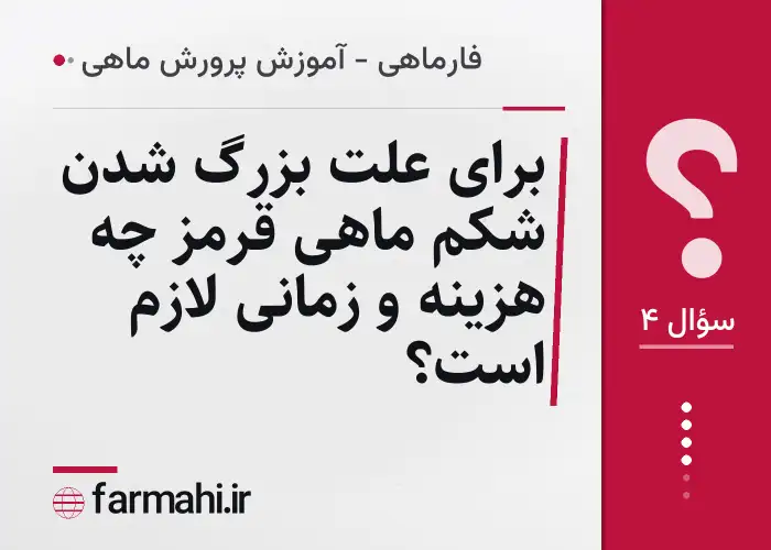 برای علت بزرگ شدن شکم ماهی قرمز چه هزینه و زمانی لازم است؟