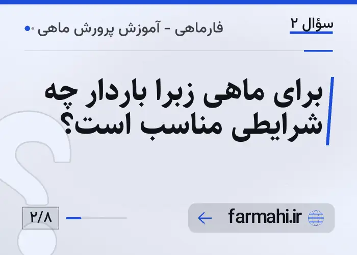 برای ماهی زبرا باردار چه شرایطی مناسب است؟