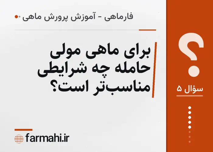 برای ماهی مولی حامله چه شرایطی مناسب‌تر است؟