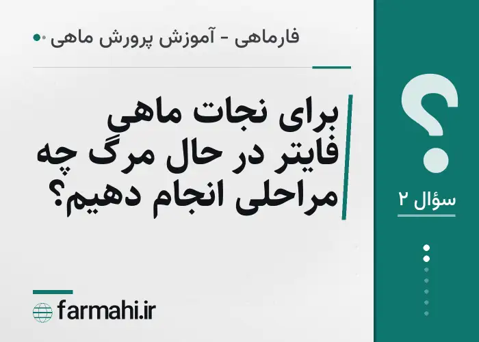 برای نجات ماهی فایتر در حال مرگ چه مراحلی انجام دهیم؟