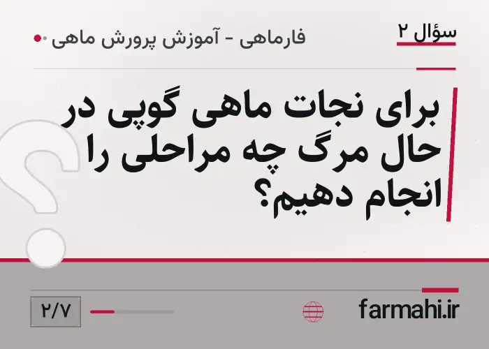 برای نجات ماهی گوپی در حال مرگ چه مراحلی را انجام دهیم؟