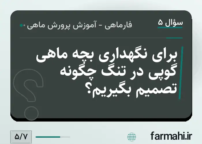 برای نگهداری بچه ماهی گوپی در تنگ چگونه تصمیم بگیریم؟
