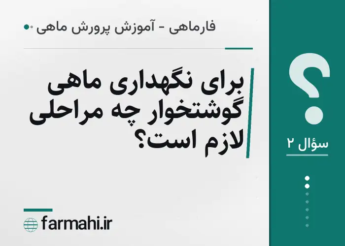 برای نگهداری ماهی گوشتخوار چه مراحلی لازم است؟