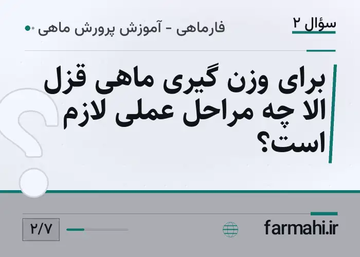 برای وزن گیری ماهی قزل الا چه مراحل عملی لازم است؟