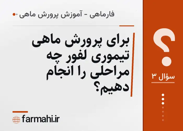 برای پرورش ماهی تیموری لفور چه مراحلی را انجام دهیم؟