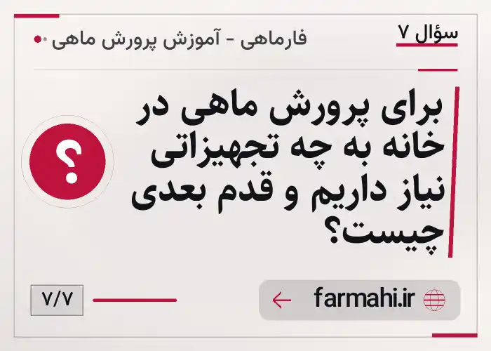برای پرورش ماهی در خانه به چه تجهیزاتی نیاز داریم و قدم بعدی چیست؟