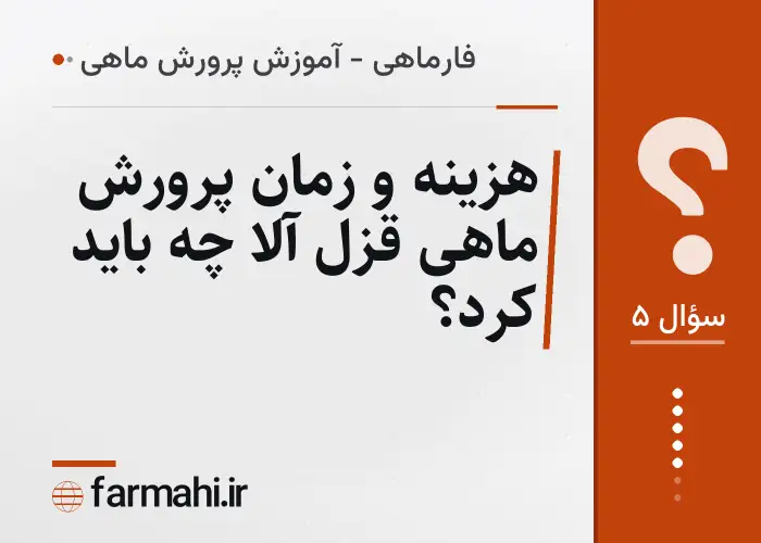 هزینه و زمان پرورش ماهی قزل آلا چه باید کرد؟