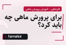 برای پرورش ماهی چه باید کرد؟