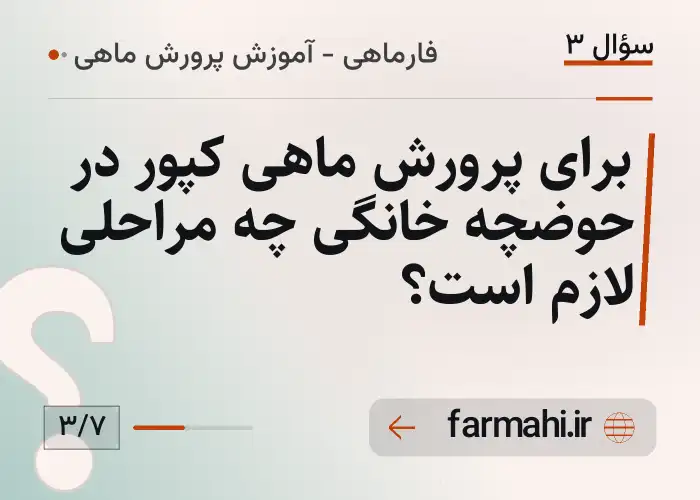 برای پرورش ماهی کپور در حوضچه خانگی چه مراحلی لازم است؟