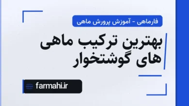 بهترین ترکیب ماهی های گوشتخوار