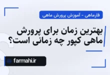 بهترین زمان برای پرورش ماهی کپور چه زمانی است؟