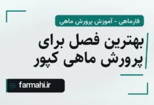 بهترین فصل برای پرورش ماهی کپور