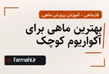 بهترین ماهی برای آکواریوم کوچک