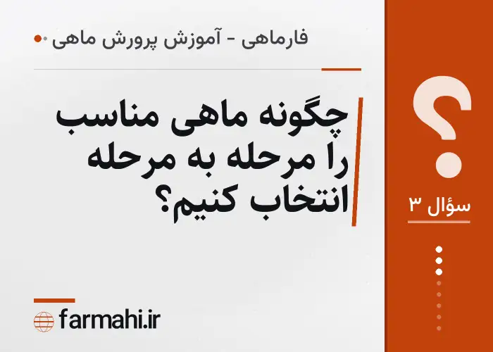 چگونه ماهی مناسب را مرحله به مرحله انتخاب کنیم؟