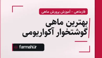 بهترین ماهی گوشتخوار آکواریومی