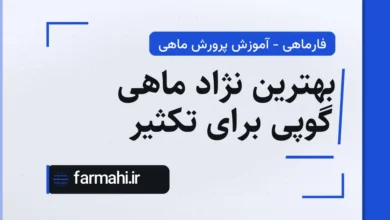 بهترین نژاد ماهی گوپی برای تکثیر