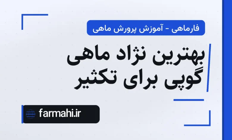 بهترین نژاد ماهی گوپی برای تکثیر