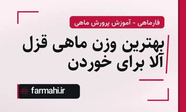 بهترین وزن ماهی قزل آلا برای خوردن