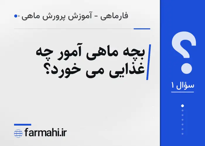 بچه ماهی آمور چه غذایی می خورد؟