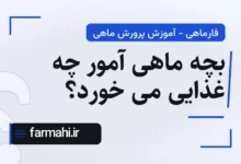 بچه ماهی آمور چه غذایی می خورد؟
