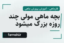 بچه ماهی مولی چند روزه بزرگ میشود