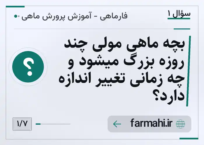 بچه ماهی مولی چند روزه بزرگ میشود و چه زمانی تغییر اندازه دارد؟