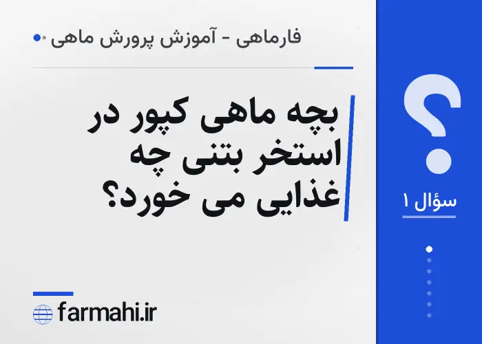 بچه ماهی کپور در استخر بتنی چه غذایی می خورد؟