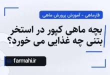بچه ماهی کپور در استخر بتنی چه غذایی می خورد؟