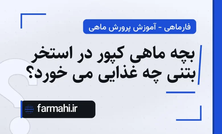 بچه ماهی کپور در استخر بتنی چه غذایی می خورد؟