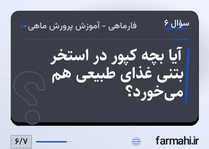 آیا بچه کپور در استخر بتنی غذای طبیعی هم می‌خورد؟