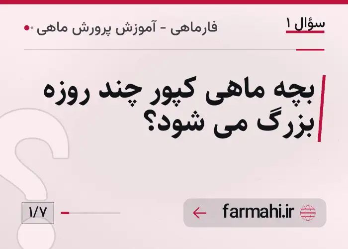 بچه ماهی کپور چند روزه بزرگ می شود؟