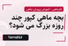 بچه ماهی کپور چند روزه بزرگ می شود؟