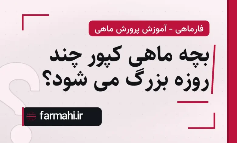بچه ماهی کپور چند روزه بزرگ می شود؟