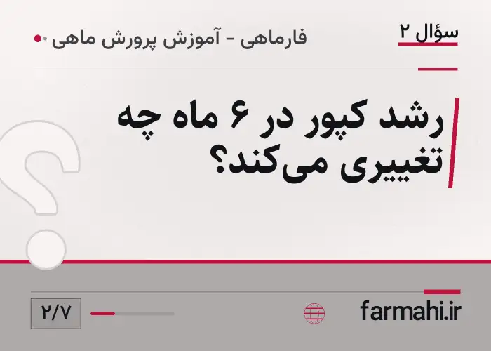 رشد کپور در ۶ ماه چه تغییری می‌کند؟
