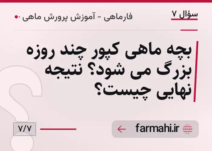 بچه ماهی کپور چند روزه بزرگ می شود؟ نتیجه نهایی چیست؟
