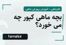 بچه ماهی کپور چه می خورد؟