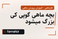 بچه ماهی گوپی کی بزرگ میشود
