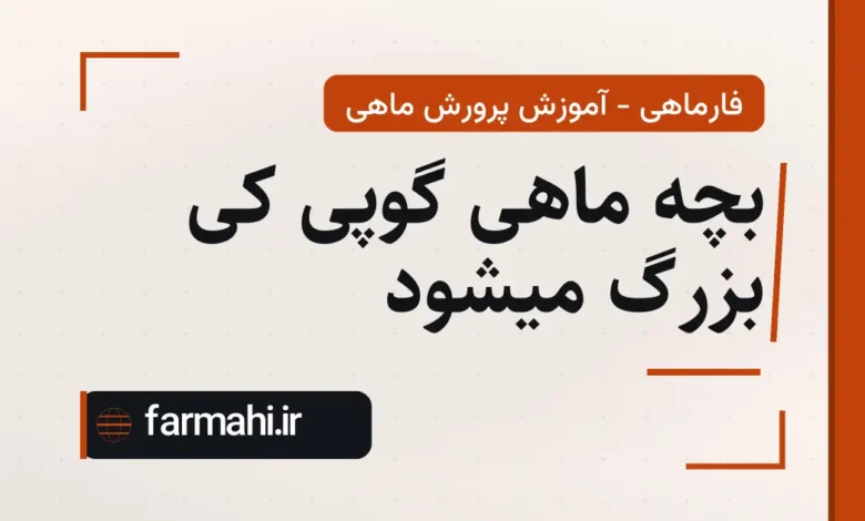 بچه ماهی گوپی کی بزرگ میشود